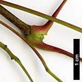 SpeciesSub: subsp. macropterum SpeciesSub: subsp. macropterum